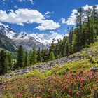 Alpenrosen im Val Roseg