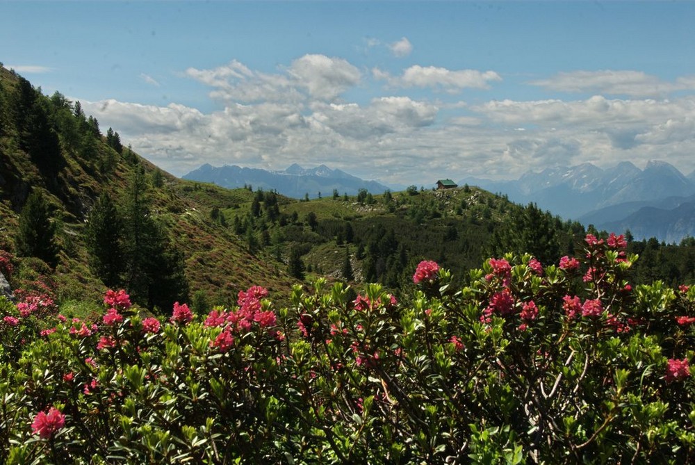 Alpenrosen in den bergen von Tirol