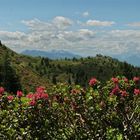 Alpenrosen in den bergen von Tirol