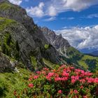 Alpenrosen in den Dolomiten