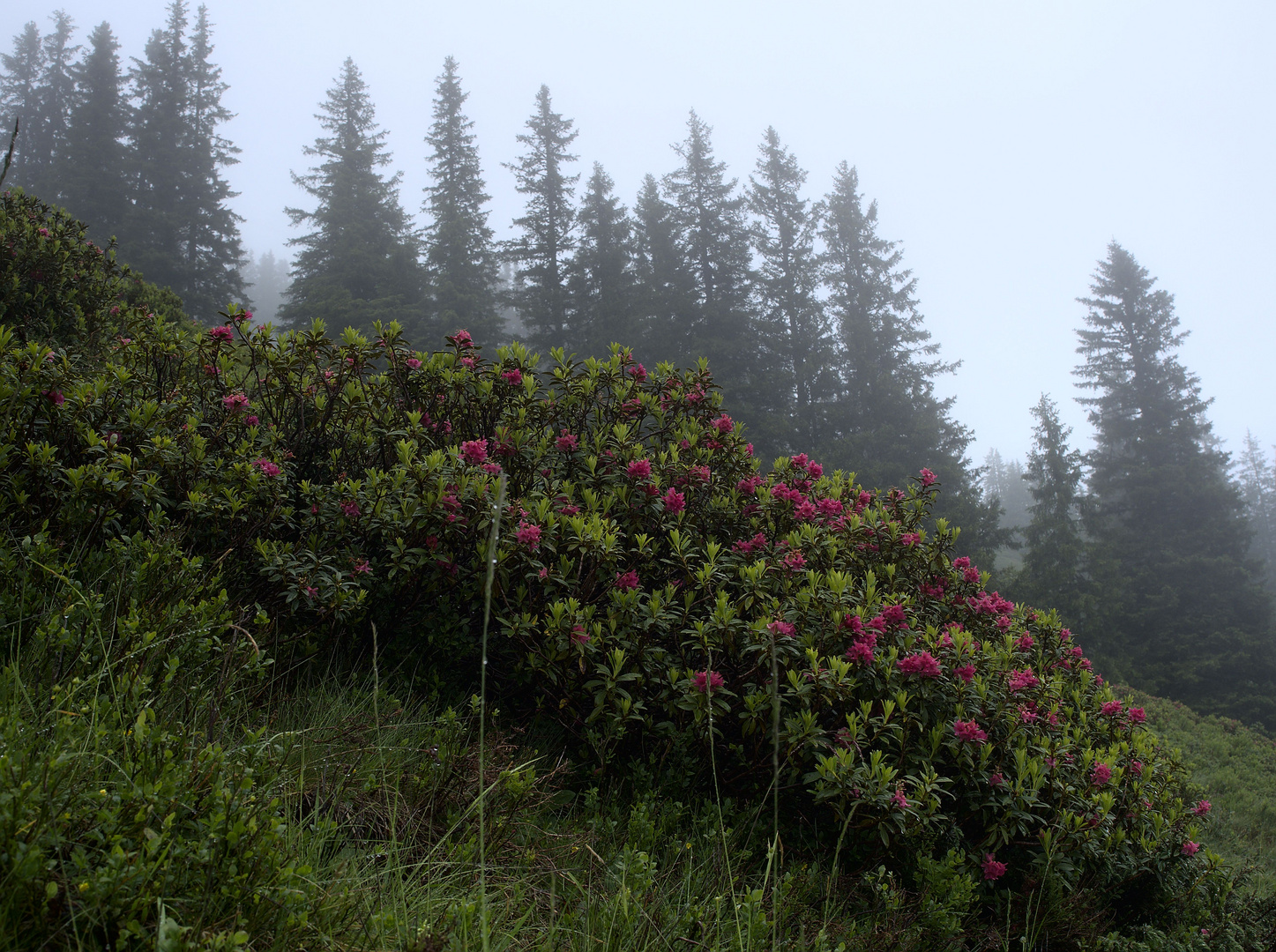 Alpenrosen mit Eindruck vom Wetter