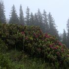 Alpenrosen mit Eindruck vom Wetter