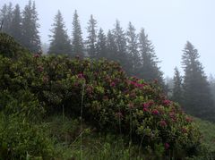 Alpenrosen mit Eindruck vom Wetter