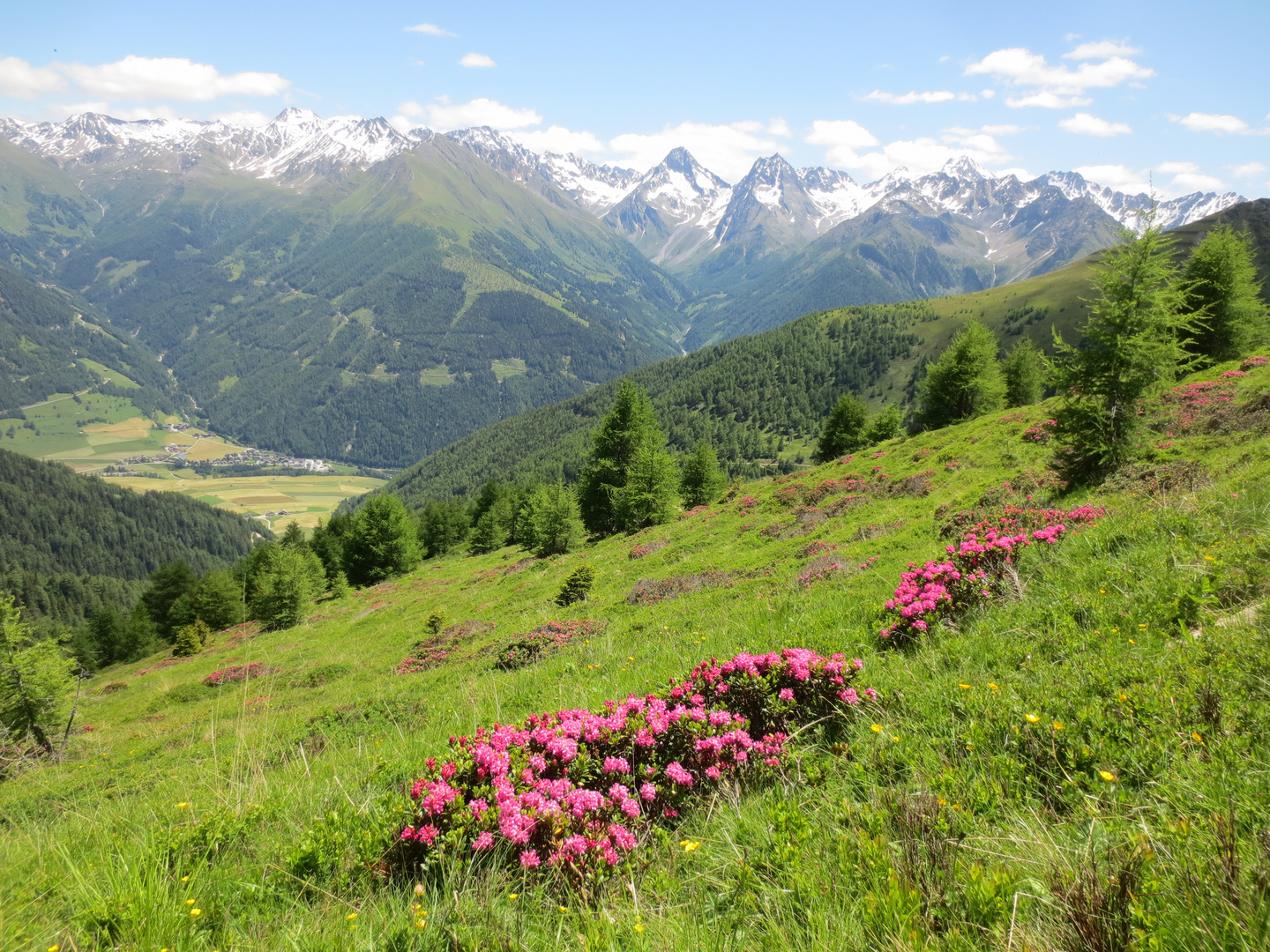 Alpenrosen nahe dem Kals-Matreier-Törl in Osttirol