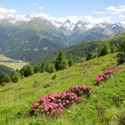 Alpenrosen nahe dem Kals-Matreier-Törl in Osttirol