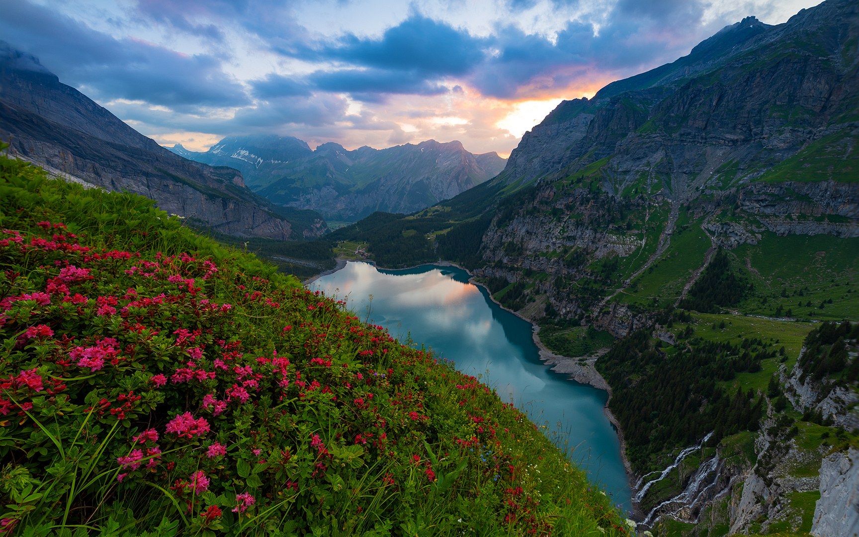 Alpenrosen - Oeschinensee