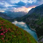 Alpenrosen - Oeschinensee