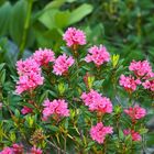 Alpenrosen-Pracht (Rhododendron ferrugineum)! - Les rhododendrons sont en fleurs à la montagne!