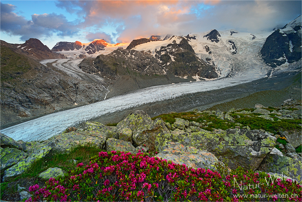 Alpenrosen und Abendlicht