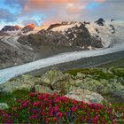 Alpenrosen und Abendlicht