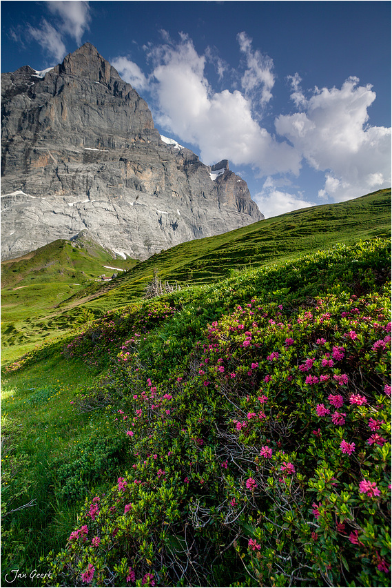 Alpenrosen und Wetterhorn