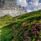 Alpenrosen und Wetterhorn