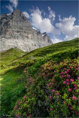 Alpenrosen und Wetterhorn