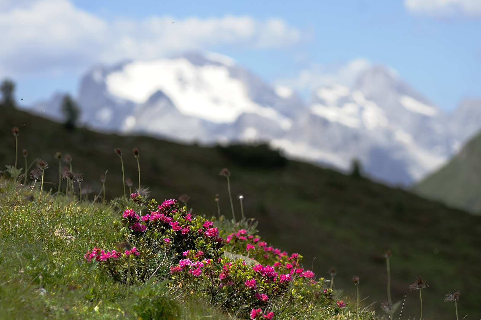 Alpenrosen vor der Marmolata