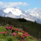 Alpenrosen vor der Marmolata