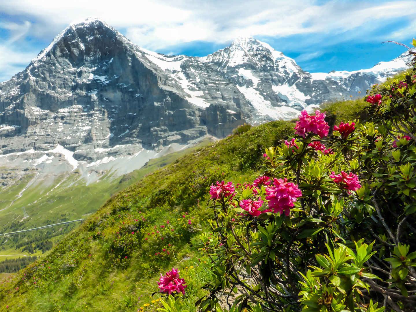 Alpenrosen vor Eigernordwand