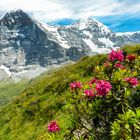 Alpenrosen vor Eigernordwand