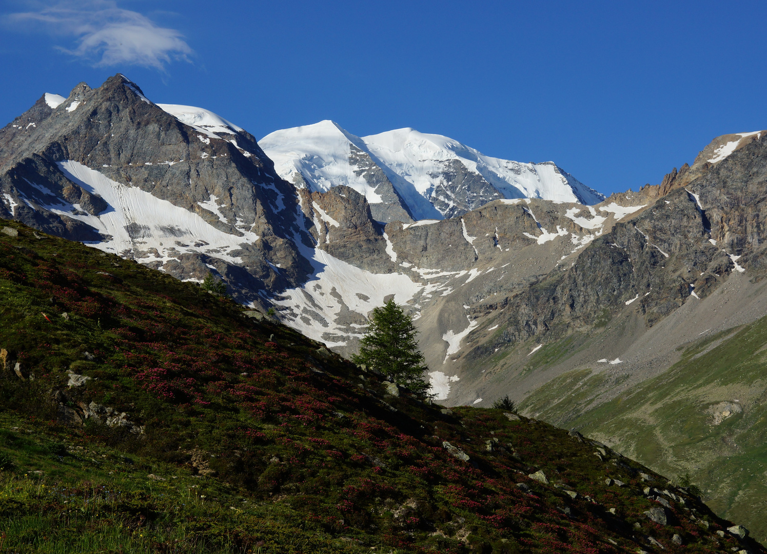 Alpenrosenblüte ...