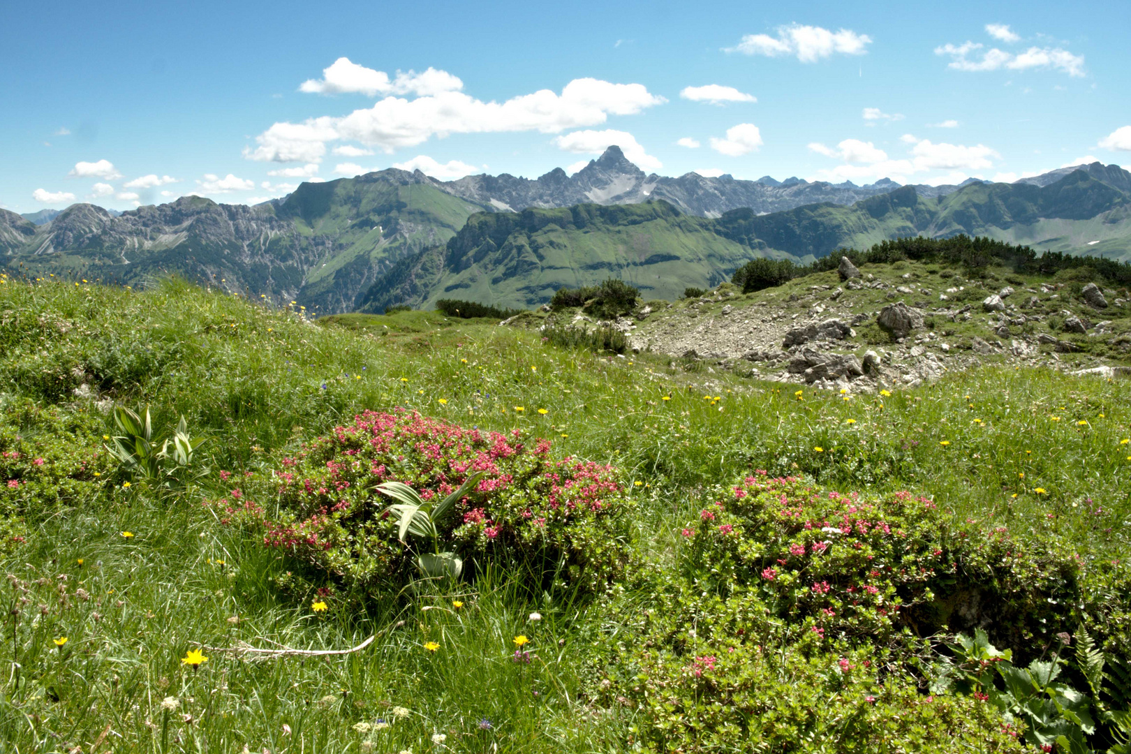 Alpenrosenblüte