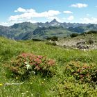 Alpenrosenblüte
