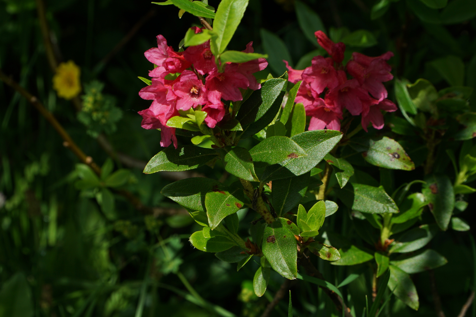 Alpenrosenblüte am Fellhorn