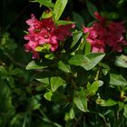 Alpenrosenblüte am Fellhorn