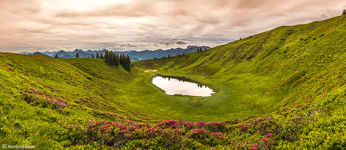 Alpenrosenblüte am Hörnlesee