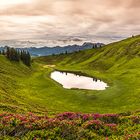 Alpenrosenblüte am Hörnlesee