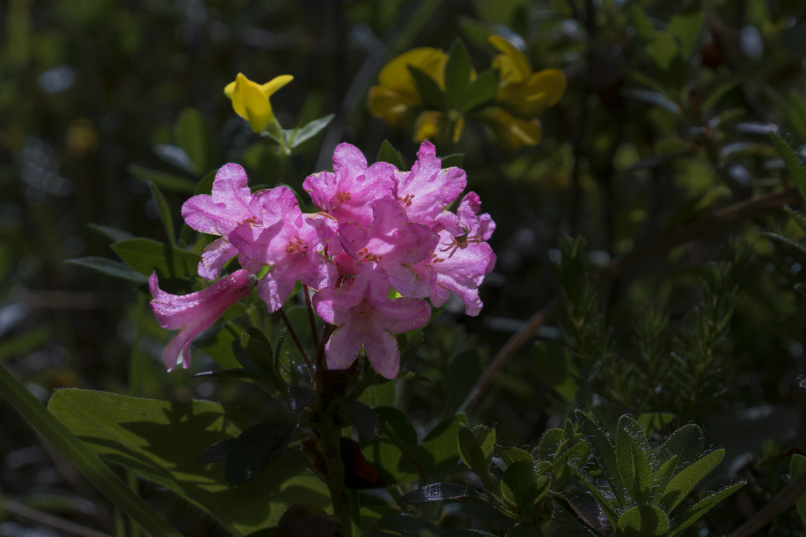 Alpenrosenblüte mit Spinne