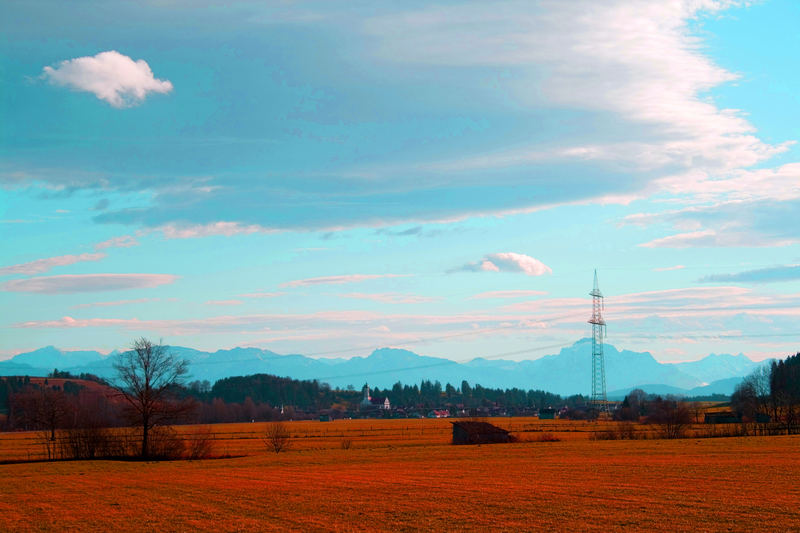 Alpenrosenblüte ohne Alpenrosen