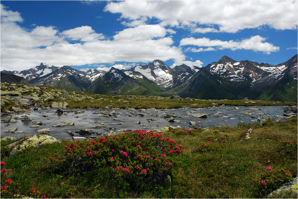 Alpenrosengarten