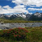 Alpenrosengarten