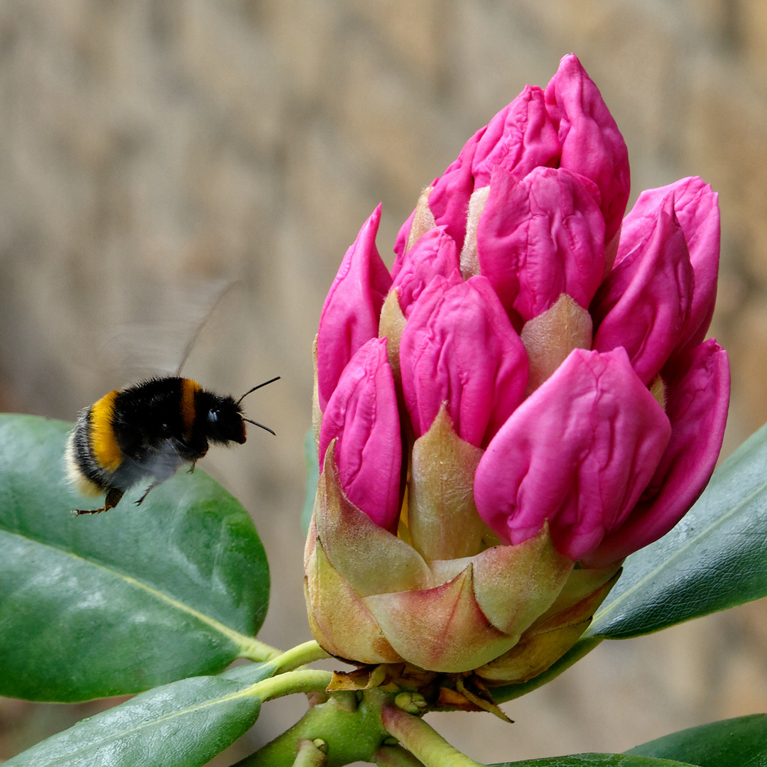 Alpenrosenknospe mit Hummel