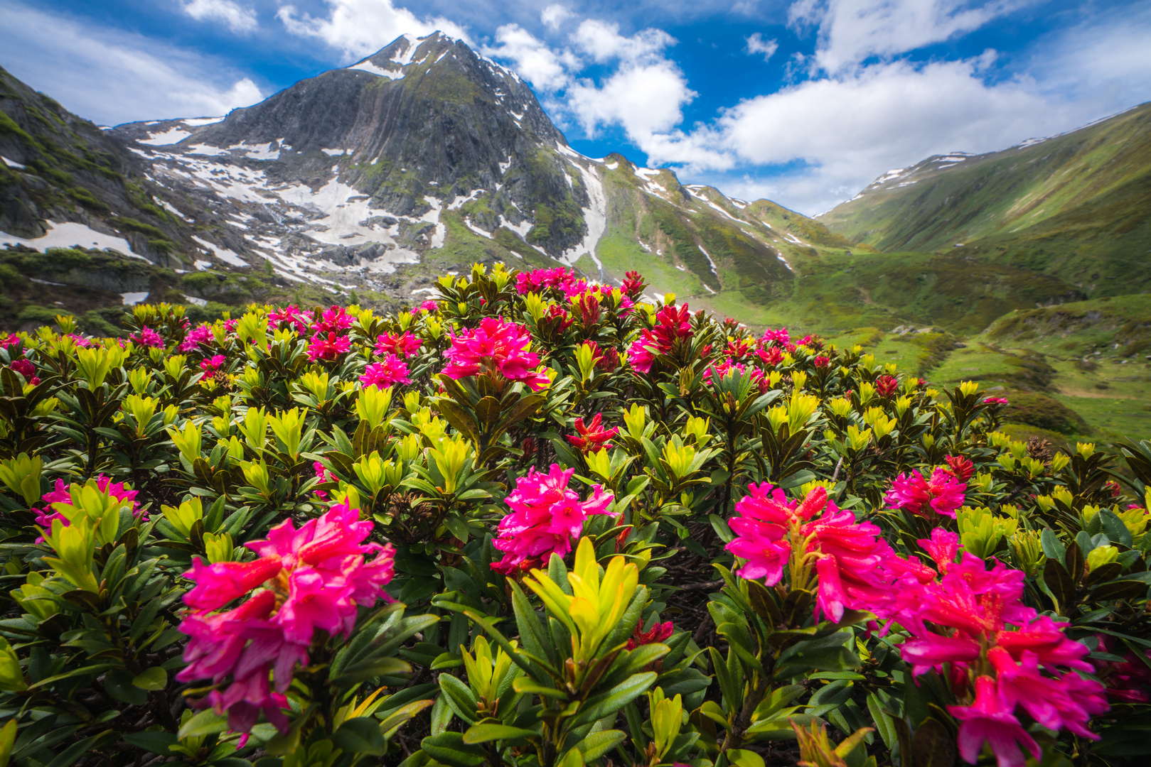 Alpenrosenpracht