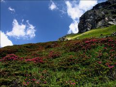 Alpenrosenzeit