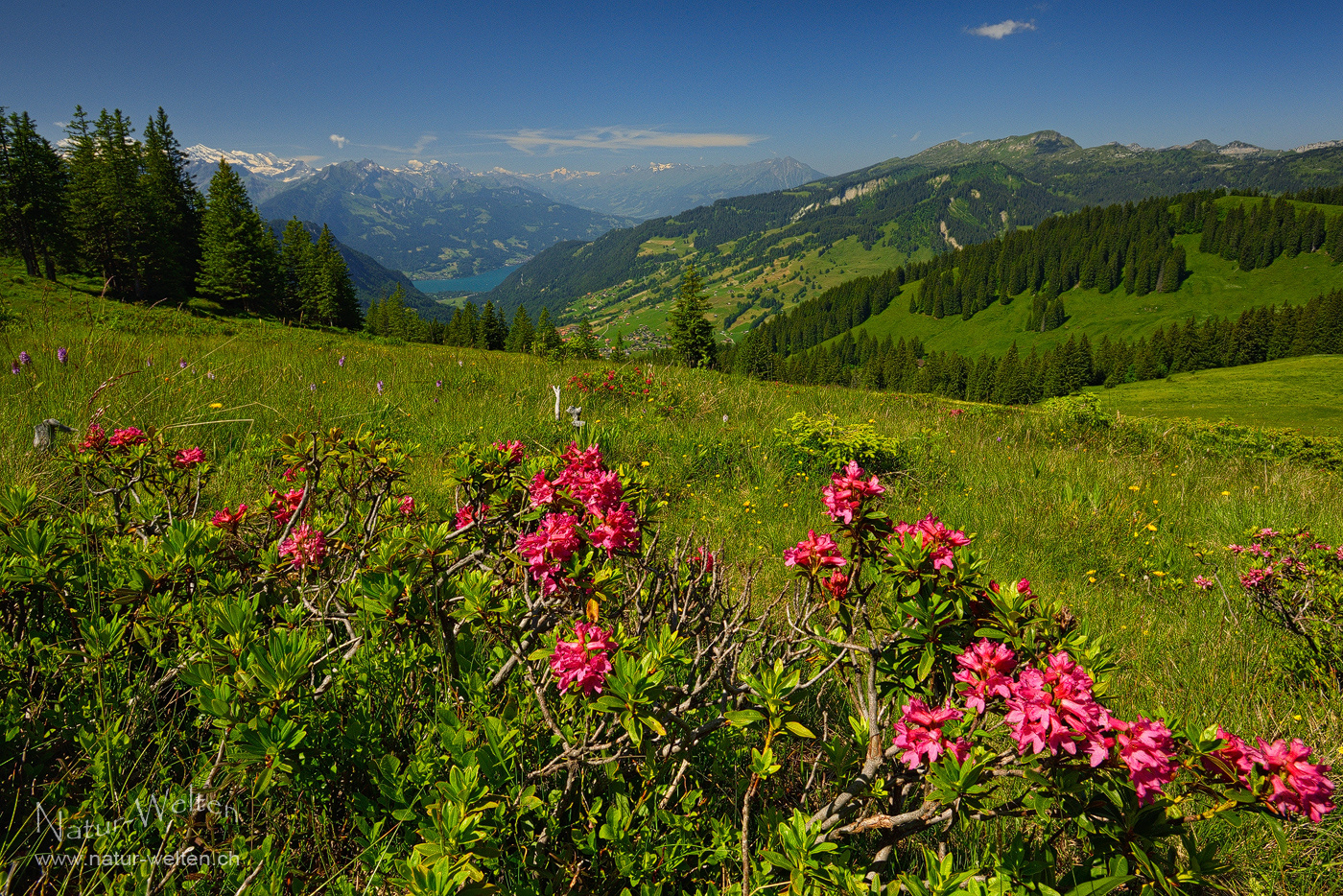 Alpenrosenzeit