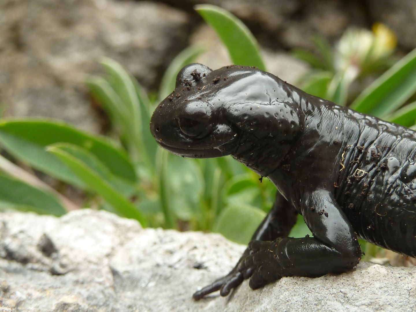 Alpensalamander