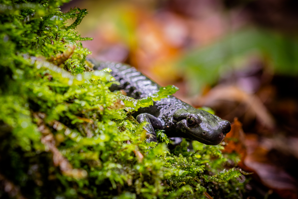 Alpensalamander