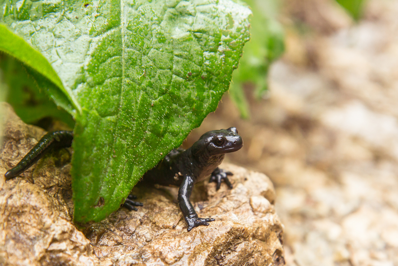 Alpensalamander