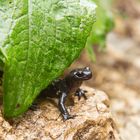 Alpensalamander