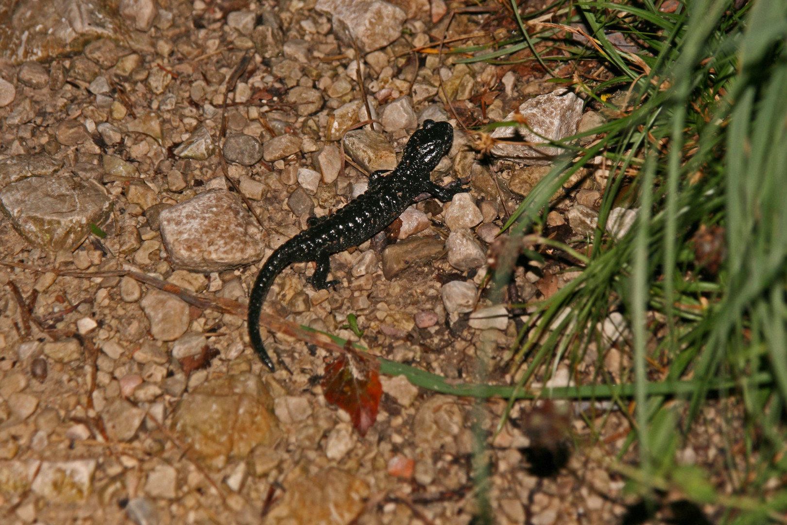 Alpensalamander