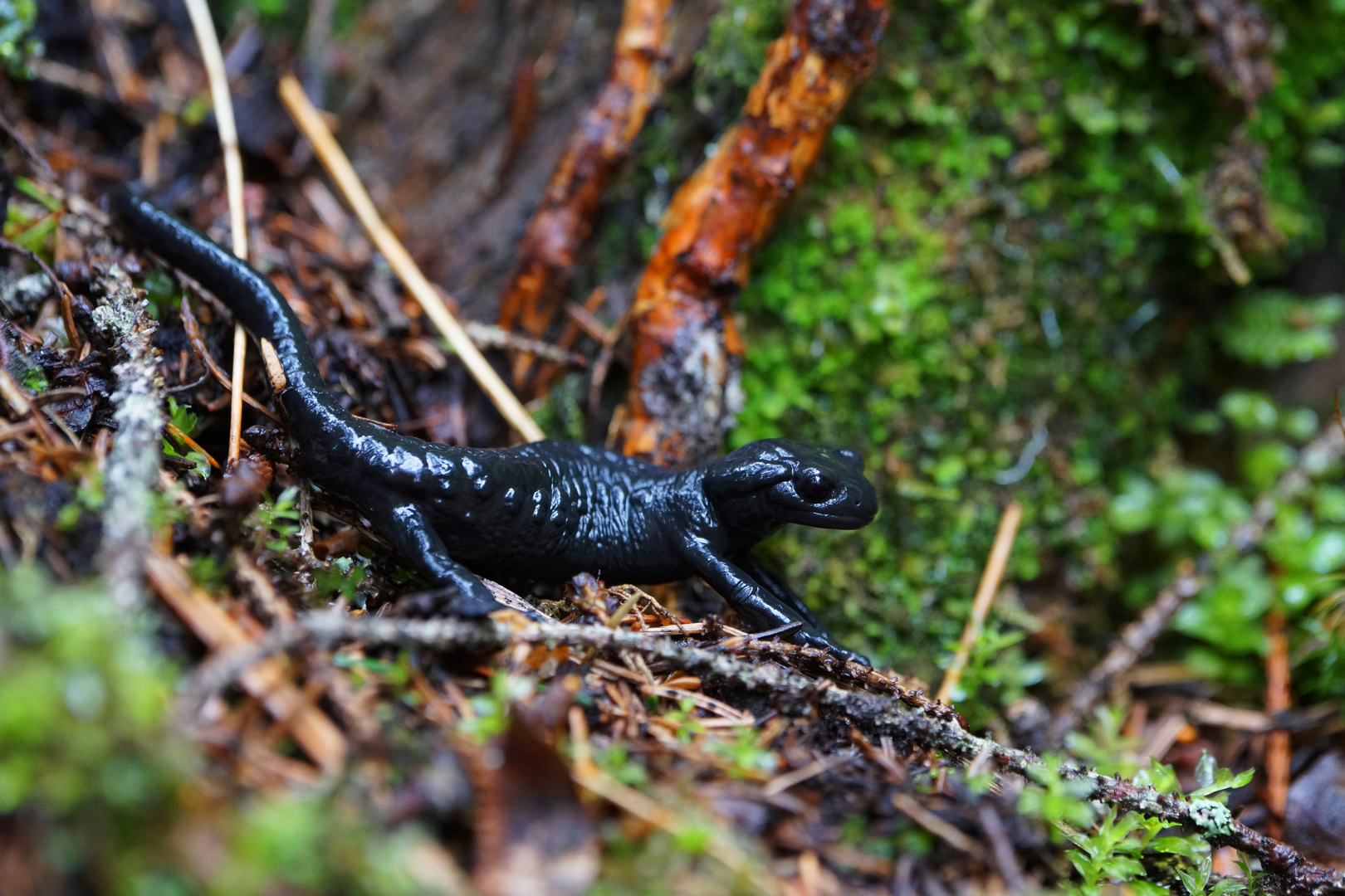 Alpensalamander