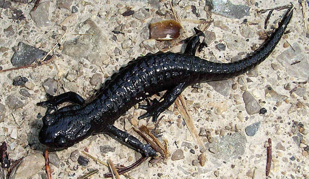 Alpensalamander