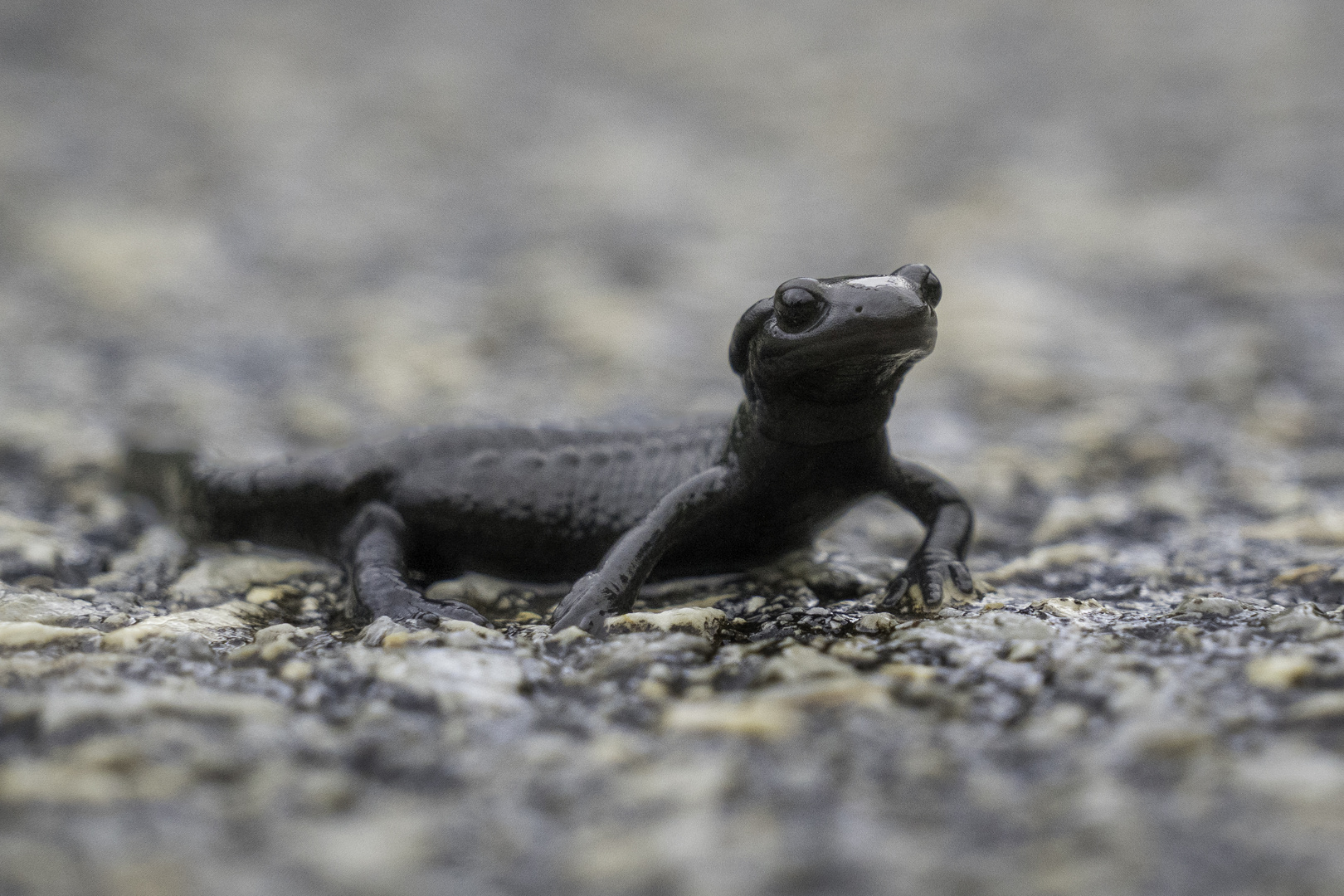 Alpensalamander