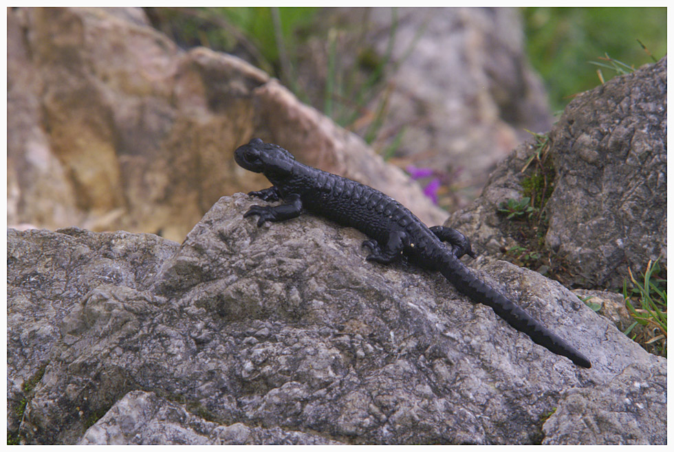 Alpensalamander