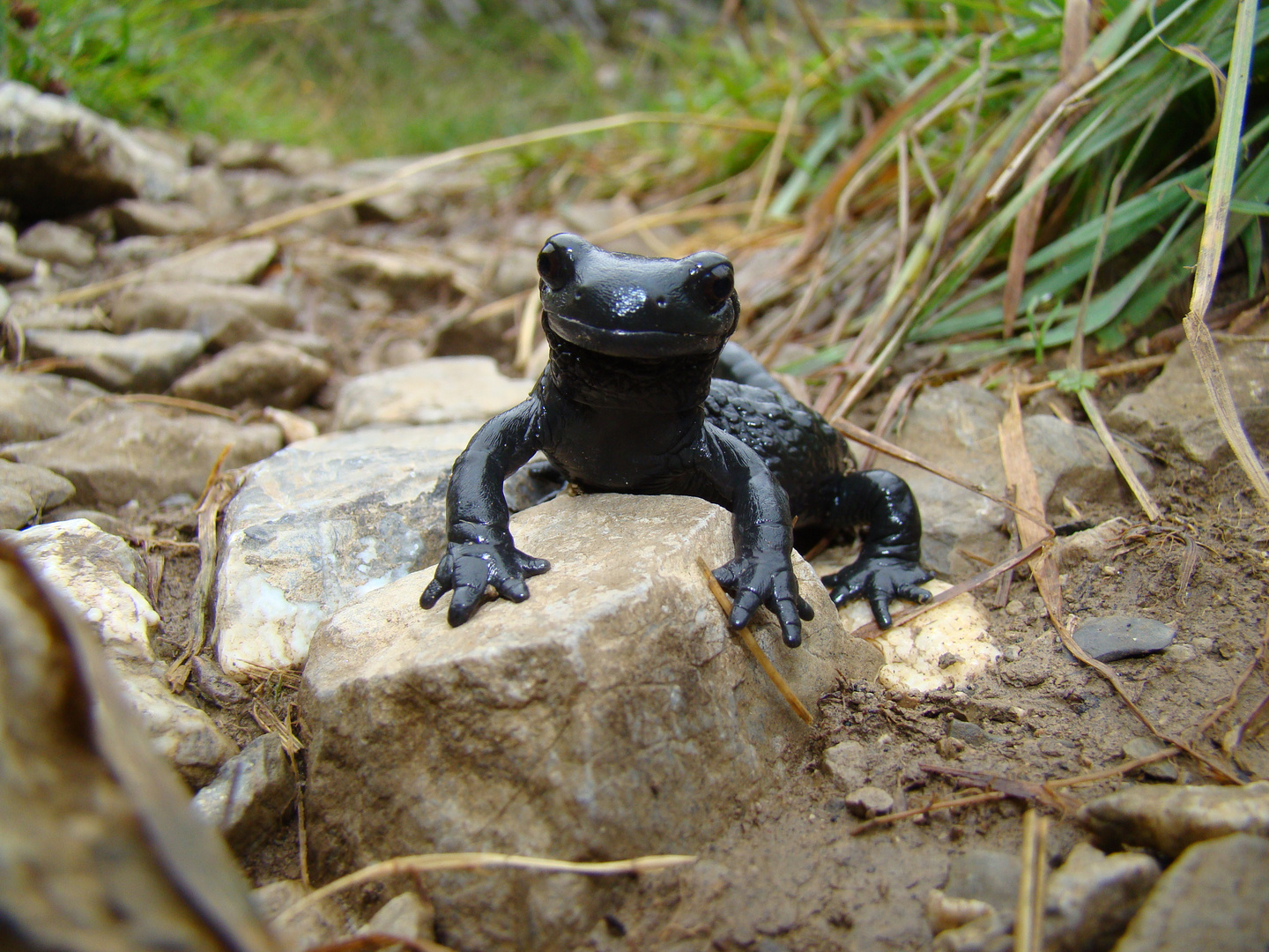 Alpensalamander