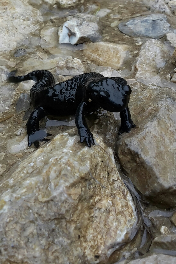 Alpensalamander