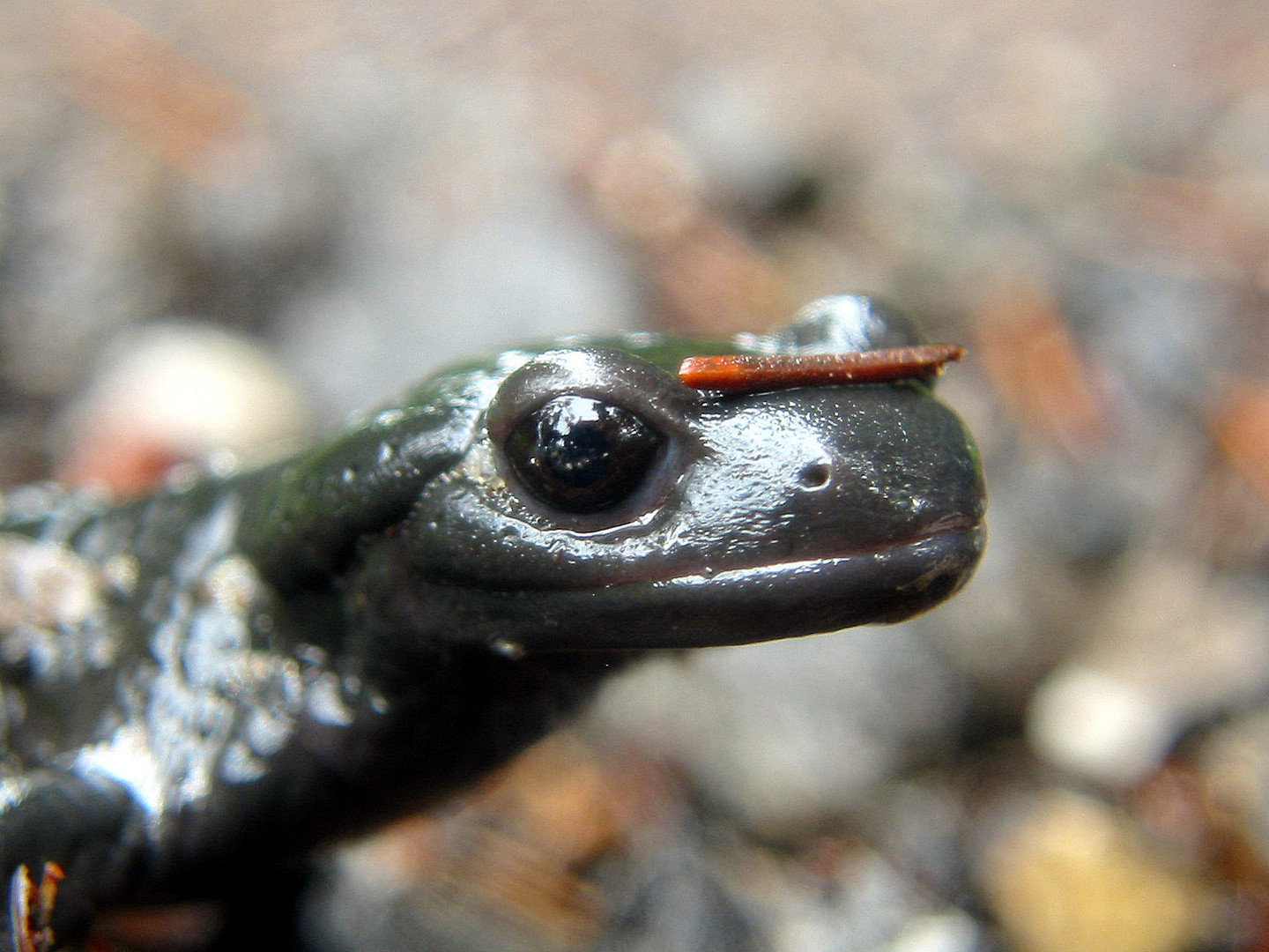 Alpensalamander