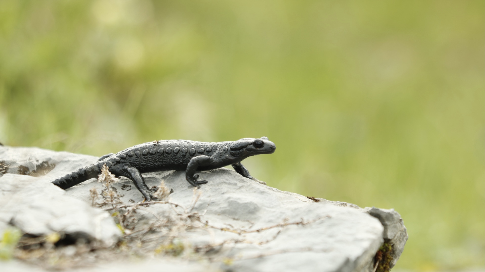 Alpensalamander