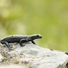 Alpensalamander